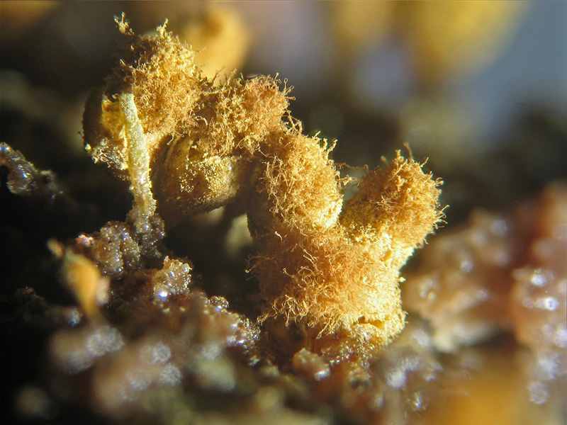 Ma non spariscono mai ?